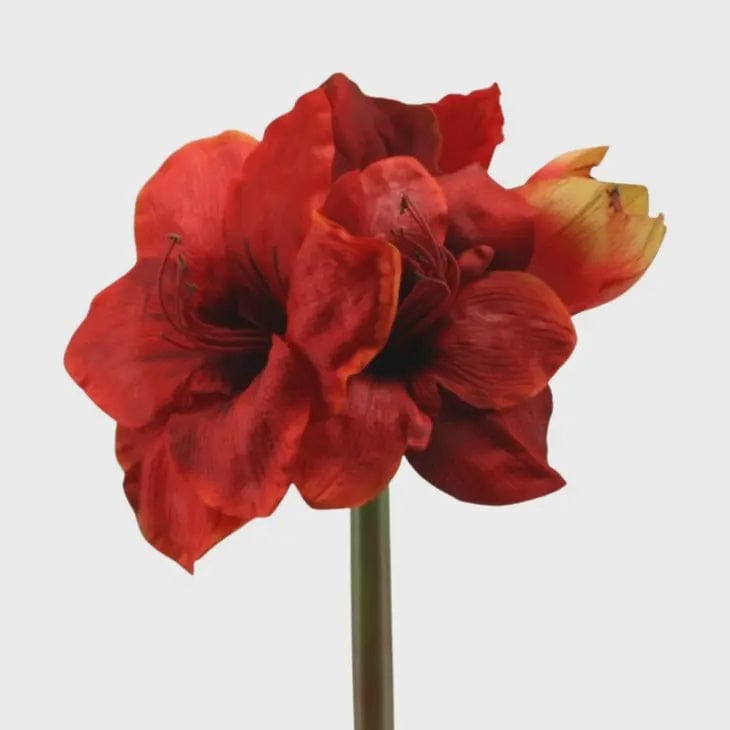 Floratexx Default Large Amaryllis Faux Stem